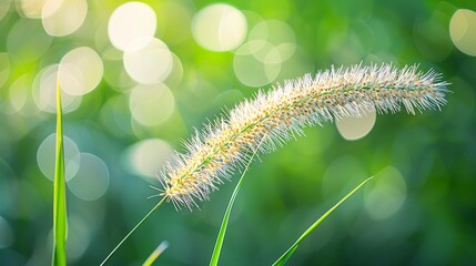 Obraz premium 5. Closeup image of a grass flower with crisp details, set against a creatively blurred green background with organic patterns, ideal for a banner with copy space.