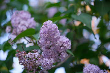 Fototapeta premium A detailed close up view of beautiful purple flowers blooming vividly on a tree branch, showcasing their vibrant colors and intricate petals