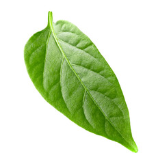 Obraz premium leaf of red hot chili peppers isolated on white background clipping path