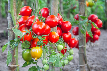 Red oval tomatoes with beaks ripen in a bunch on the stems of tomato bushes. Tomatoes of the Arab...