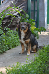 Beautiful and happy pets. A small domestic dog of black and brown color, sitting in the yard of a house on a gray cement path.