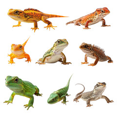 Reptile wildlife gecko lizard green nature pet iguana brown chameleon