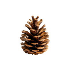 Fototapeta premium Close Up of a Pine Cone