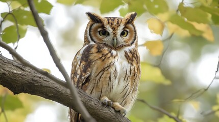 Fototapeta premium Floppy owl perched on a tree branch, its brown and white feathers creating a striking contrast against the natural backdrop.