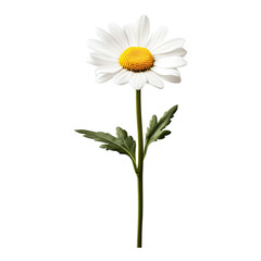 White Daisy Flower with Green Stem