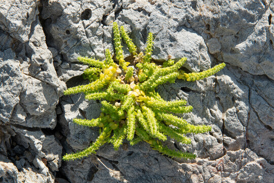 Echinocereus pentalophus, Bitki, &Ccedil;i&ccedil;ekli bitki, eudicot, Eudicotidae, eudicotyledon, Caryophyllales, kakt&uuml;s, Cactoideae, Echinocereus, Polypodiales.A plant that grows on a rock.