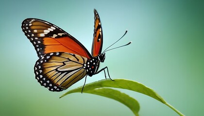 beautiful butterfly close up photo17