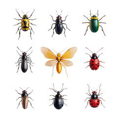 Colorful Insects on Black Background