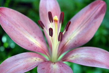 Beautiful and bright weather with beautiful nature and plants. Festive, colorful brown, pink and yellow flowering lilies, flowers, flower beds.  