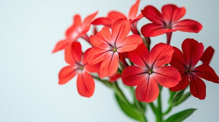 Vibrant Sweet William Flower Close-up on White Background - Stunning Floral Photography Image