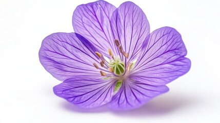Obraz premium Vibrant close-up of sweet pea flower against white background in natural lighting