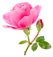 Pink rose and rose bud or Bulgarian or Damask rose, is used as a flavoring ingredient in culinary...