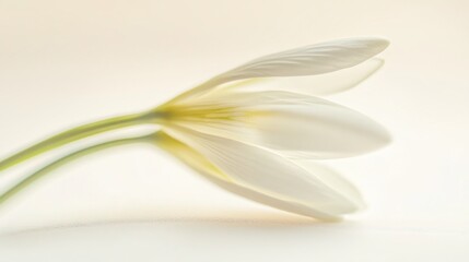 Delicate and Detailed Close-Up of Snowdrop Flower on White Background