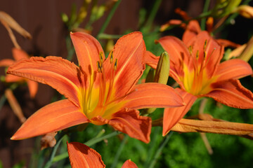 Beautiful, unusual colorful flowers, nature. Brown, yellow, pink, flowering lilies with green leaves, illuminated by the sun's rays.