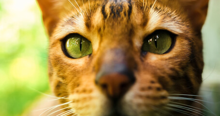 Close up portrait of cat looking at camera with green eyes. Beautiful pet touches camera lens with...