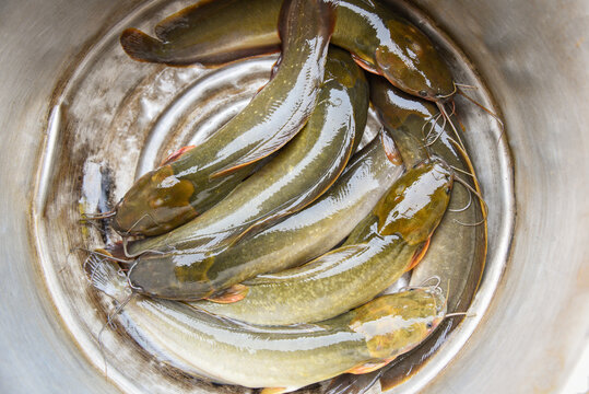 รูปภาพSheat-Fish – เลือกดูภาพถ่ายสต็อก เวกเตอร์ และวิดีโอ1,958 | Adobe ...