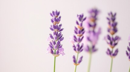 Obraz premium Stunning Close-Up Shot of Lavender Flower on White Background - Floral Beauty in Detail