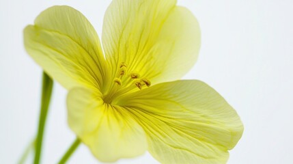 Fototapeta premium Vibrant Close-Up Shot of Primrose Flower on White Background - Nature Photography