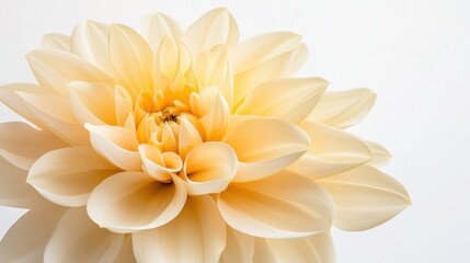 Obraz premium Close-Up Shot of Plumeria Flower on White Background - Beautiful Natural Detail Photography