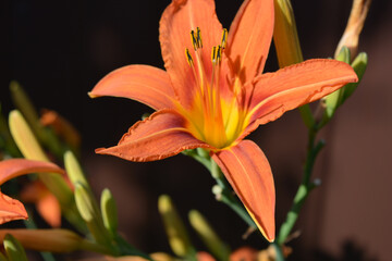 Beautiful, unusual colorful flowers, nature. Brown, yellow, pink, flowering lilies with green leaves, illuminated by the sun's rays.