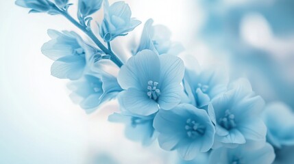 Vibrant Close-Up of Delicate Larkspur Flower on White Background - Floral Beauty