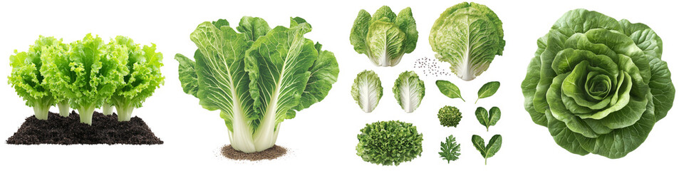 Fototapeta premium Top view showcasing a variety of lettuce plants in different growth stages, highlighting detailed green foliage and soil contrast.