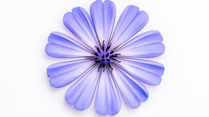 Obraz premium Vibrant Bachelor's Button Flower in Close-up Shot on White Background