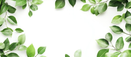 Green Leaves Frame on White Background