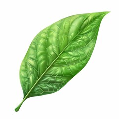 Fototapeta premium Single, Vibrant Green Leaf with Detailed Veining Isolated on White Background