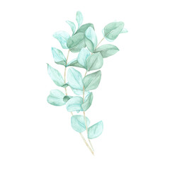 Silver dollar eucalyptus bouquet. Two pale green eucalyptus cinerea twigs. Isolated watercolor clipart for use in botanical illustrations, product packaging, or nature-themed merchandise.