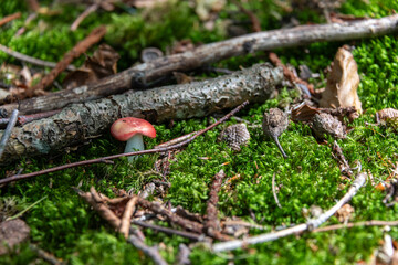 Der verborgene Fliegenpilz