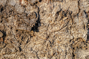 Weathered old wood texture background