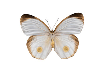 Taenaris catops butterfly isolated on white background