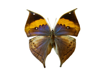 kallima inachis butterfly isolated on white background
