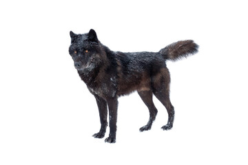 Obraz premium canadian black wolf isolated on white background.