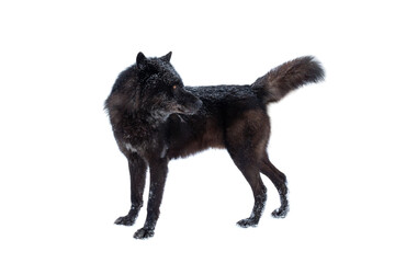 canadian black wolf isolated on white background.