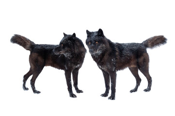 two canadian black wolf isolated on white background.