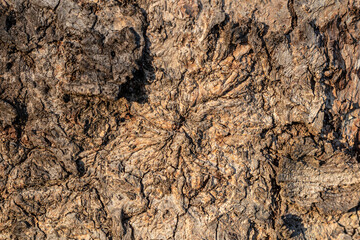 Weathered old wood texture background