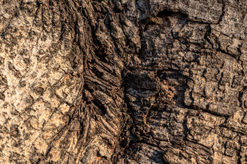 Weathered old wood texture background