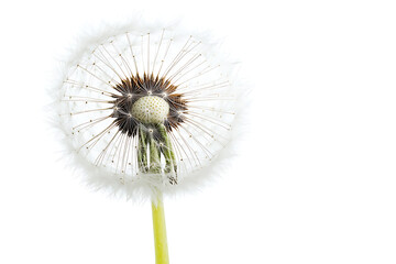 A close-up of a dandelion seed head, showcasing its delicate structure and fluffy seeds.