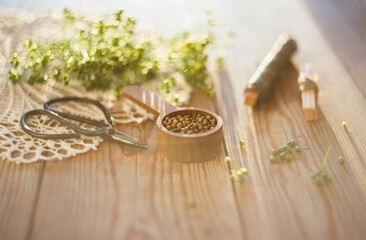 Fresh organic coriander seeds.  Cooking spices and herbal medicine.