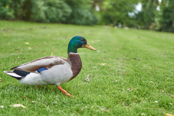 duck in the grass