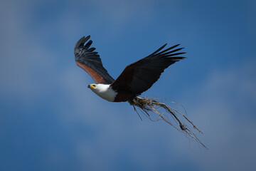 African fish eagle flying with nesting material