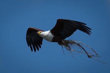 African fish eagle flying carrying nesting material