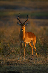 Male impala stands watching camera at sunrise