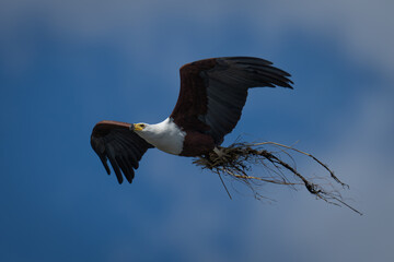 African fish eagle flies carrying nesting material