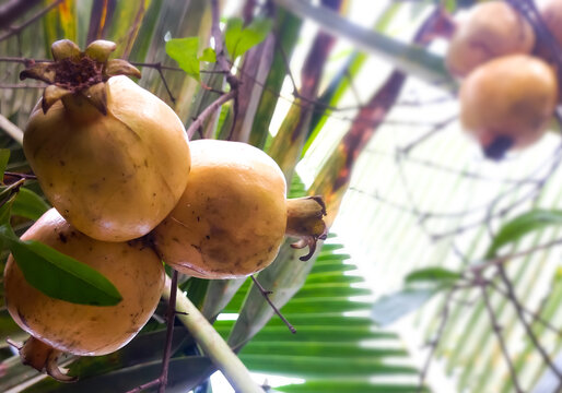 Pomegranate - Punica Granatum, called Anar or Dalim or Bedana fruit tree from Bangladesh. Granada Types Of Fruits And Vegetables, Garden Trees.