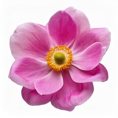 Obraz premium Japanese Anemone, ranunculaceae, flower isolated on white