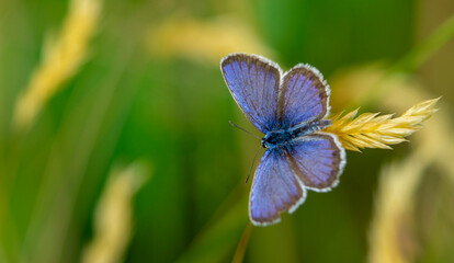 blue butterfly Lycaenidae on a flower