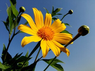 yellow flower blossom with blue sky background 